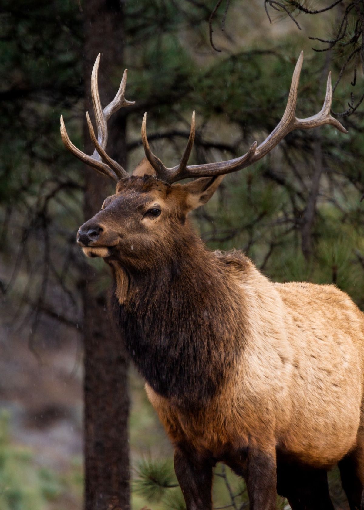 Spy On Nature! Here's How To Find Trail Cameras In The Woods