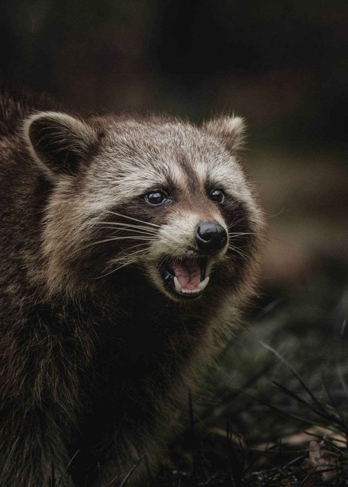 Pitch Black Vision How Much Do Night Vision Goggles Cost?