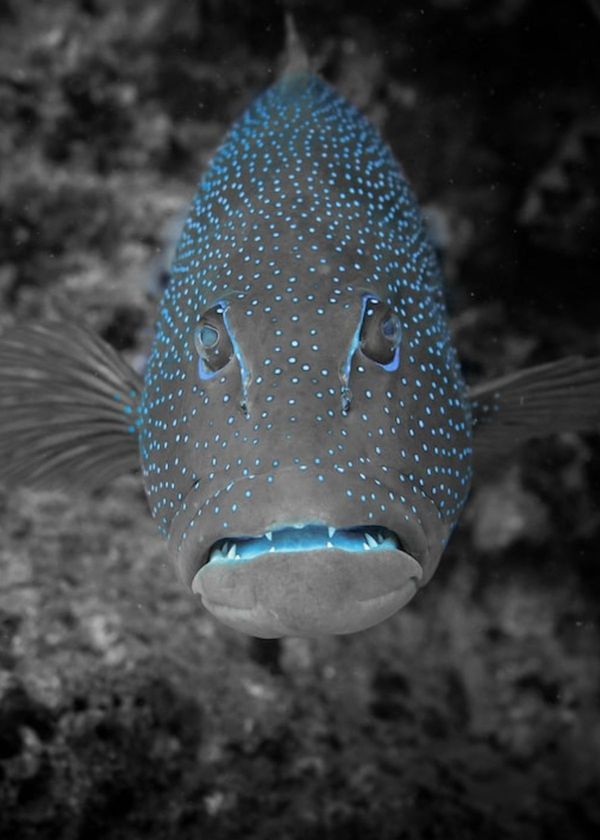 side imaging fish finder