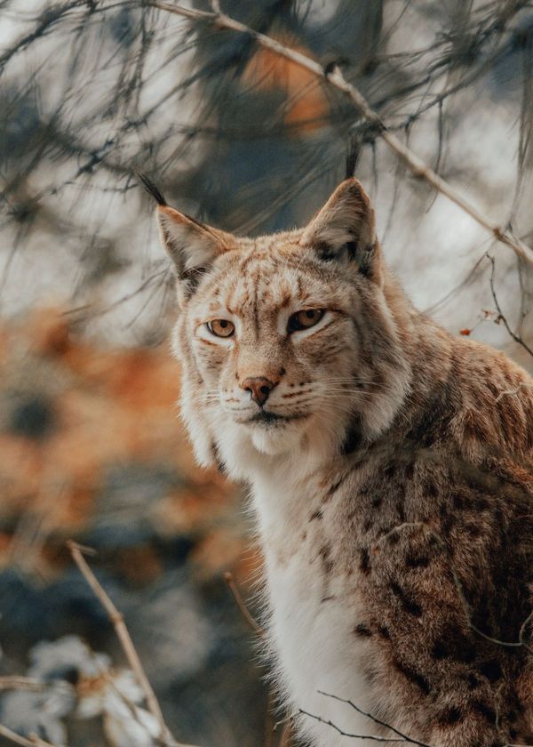 why are night vision goggles green