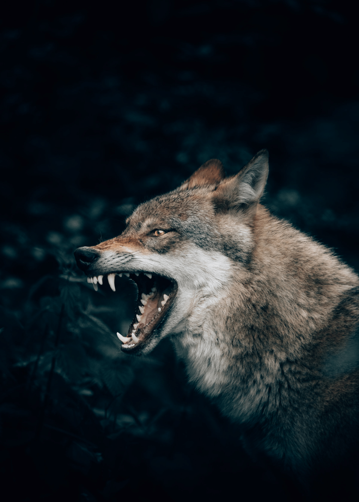 The Top 5 Predator Calls EVERY Hunter Needs in Their Toolbox