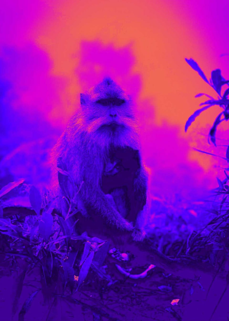 Can You Really Find A Cheap Thermal Camera?