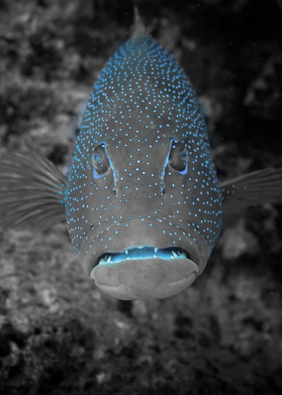 How To Use A Side Imaging Fish Finder