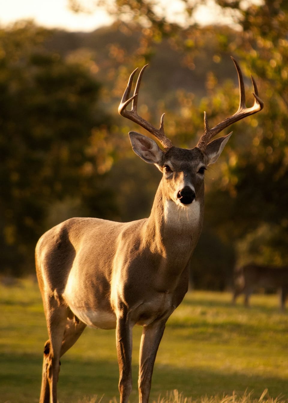 Oh Deer! Do Cellular Trail Cameras Really Require A Subscription?