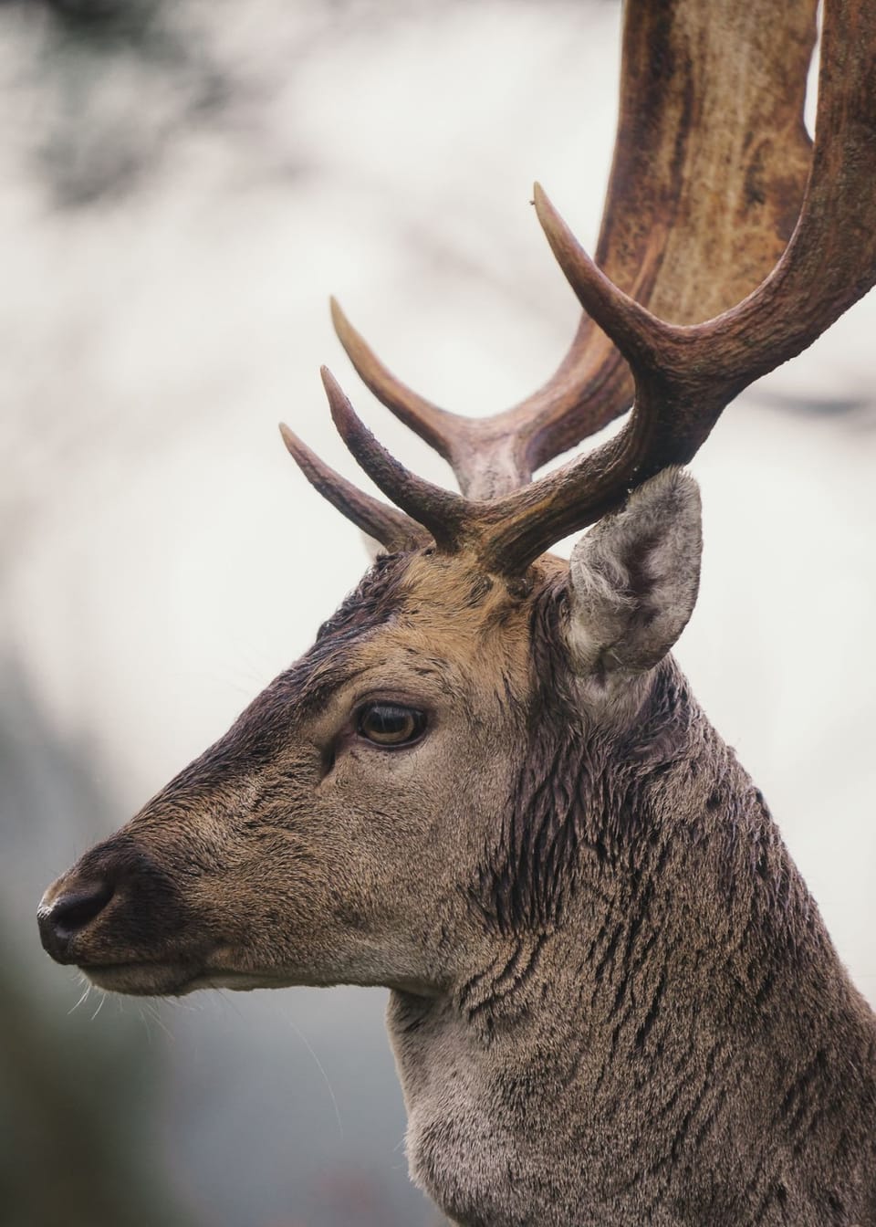 Hunter Alert: Do Cellular Trail Cameras Really Work Without Service?