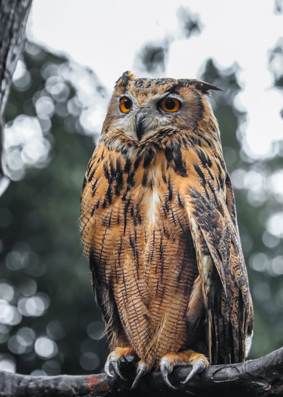 Want A Hidden Look Into Nature? Here's How Trail Cameras Work