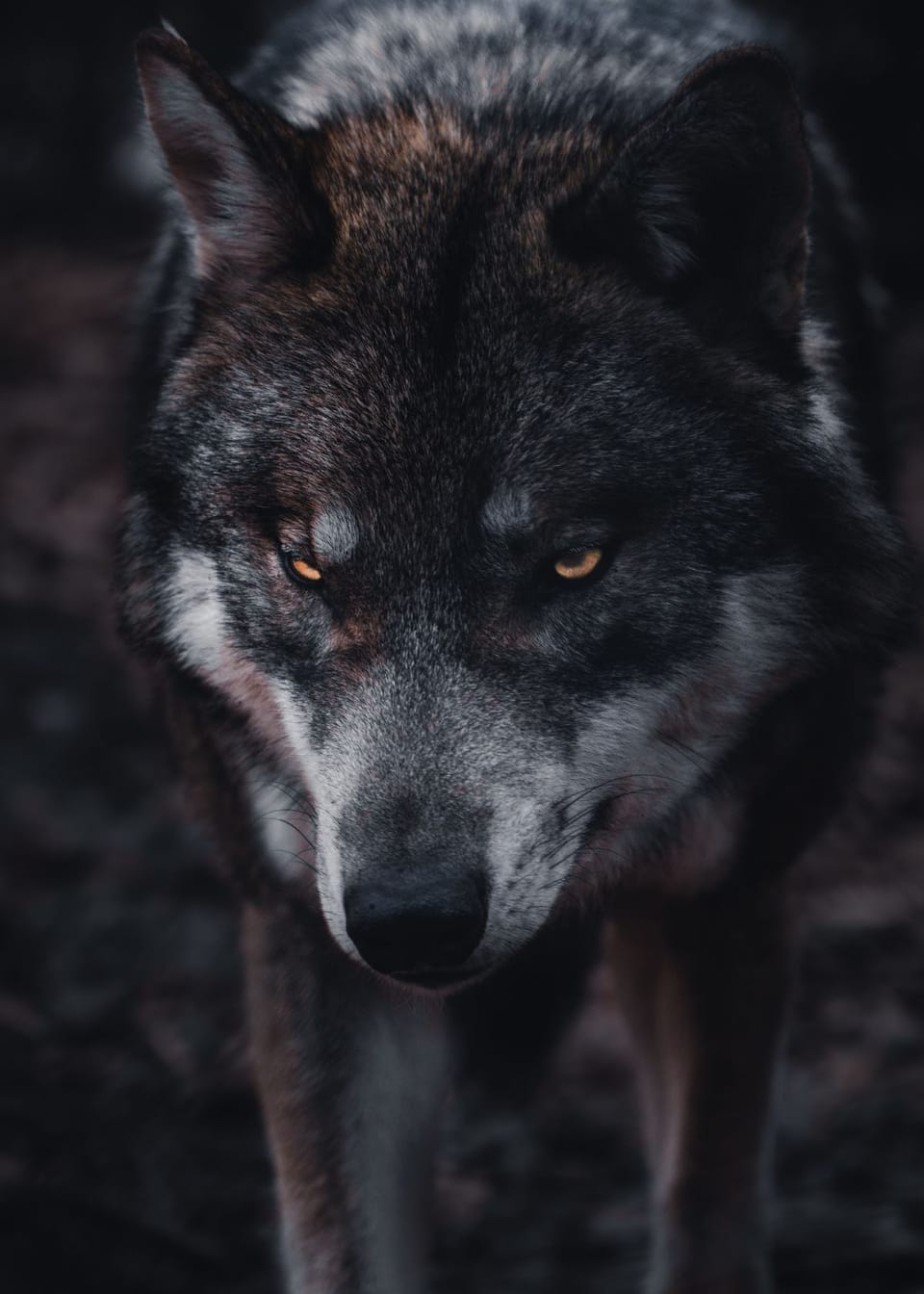 Adventure Awaits: Find Out How Long Trail Cam Batteries Last!