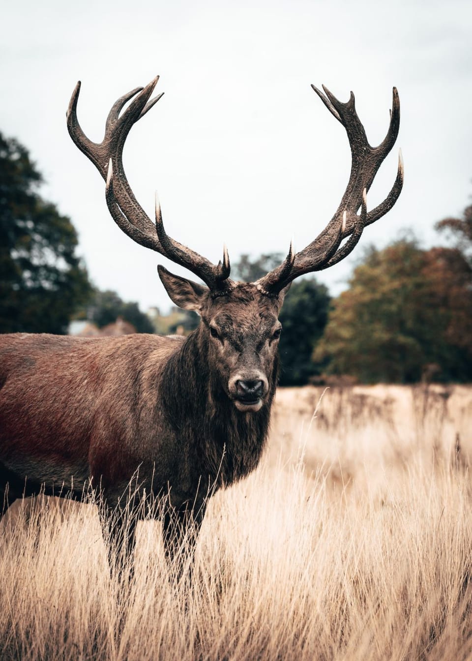 Sure Shot: How To Format SD Card For Bushnell Trail Cameras