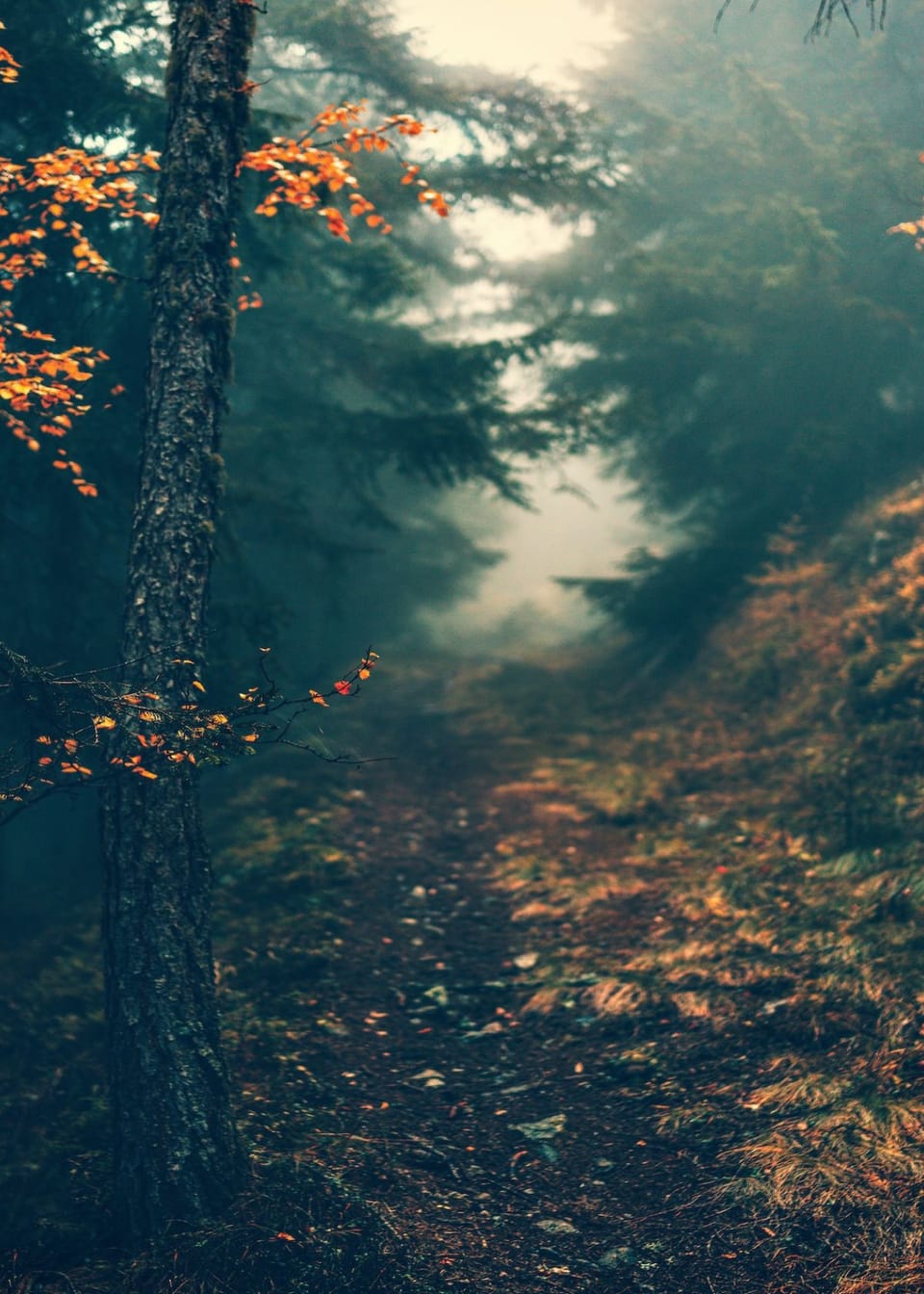 Format Fiasco: How To Securely Set Up Your Trail Camera SD Card