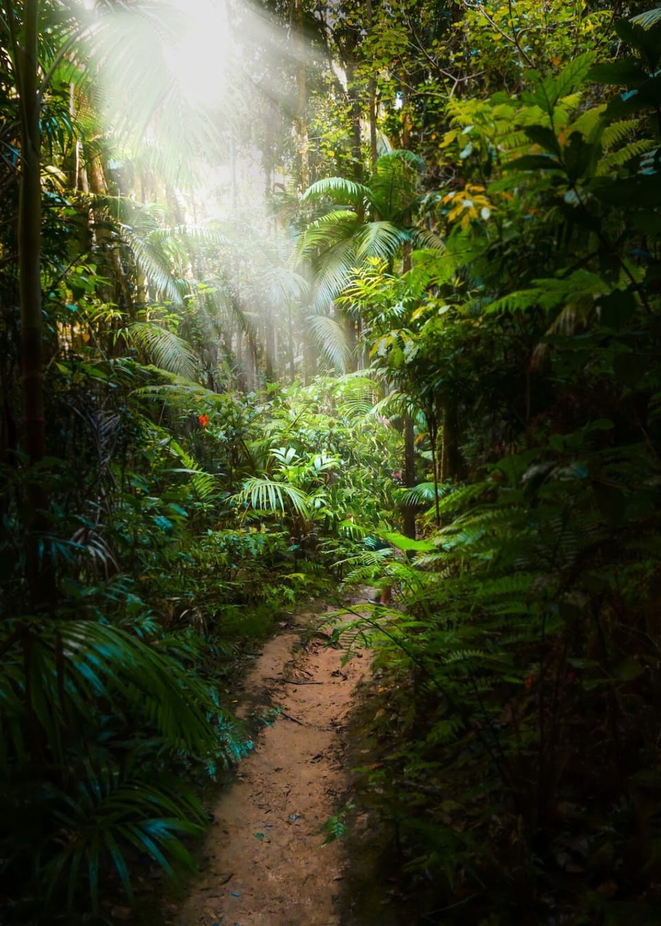 How To Hide Trail Cameras From Humans