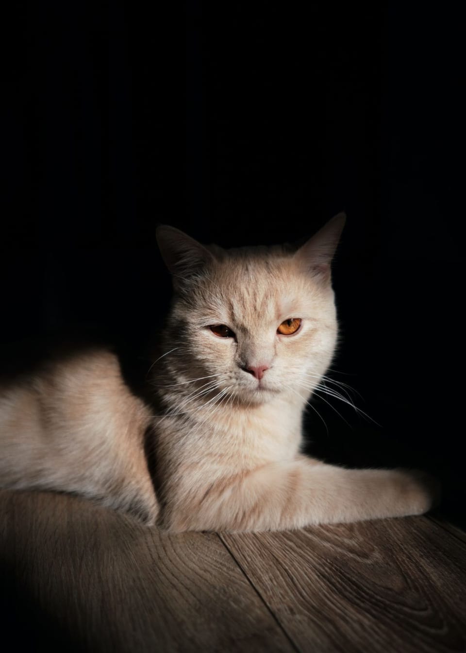 Lights, Camera, Sensitivity! Discover The Truth About ISO For Photography