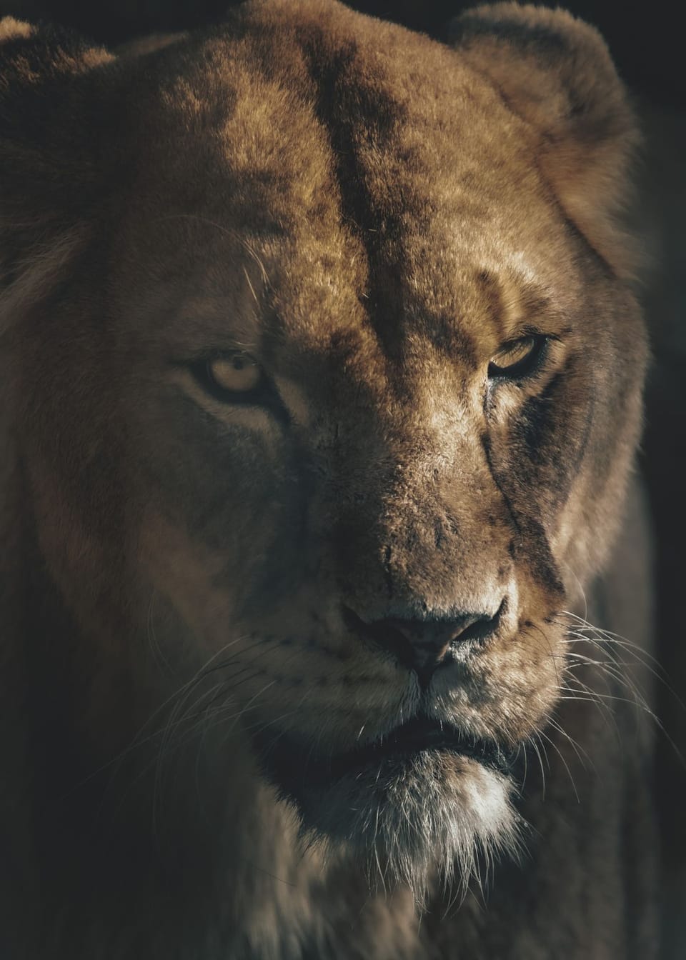 Activate Superhero Vision: How Much Are Night Vision Goggles?