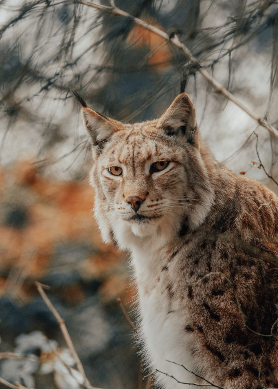 Green Alien Planet: Learn The Reason Why Night Vision Goggles Are Green